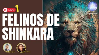 LIVE 1 - FELINOS DE SHINKARA, RODRIGO ROMO, plano dimensional   HUMANO LUZ