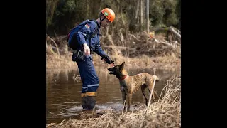 Cães auxiliam equipes do Corpo de Bombeiros de SC nas buscas por desaparecidos nas enchentes no RS