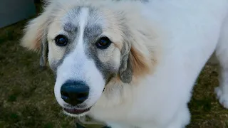 Training a Great Pyrenees: Tips and Insights