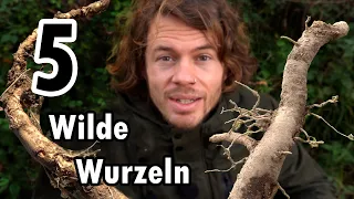 5 Wildpflanzen Wurzeln als Gemüse, Gewürz und Medizin