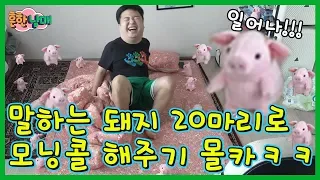 말 따라하는 돼지인형 20마리로 으뜸이 잠깨우기 몰카ㅋㅋ반응실화냐ㅋㅋ(해보았다)