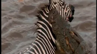 Zebra Fighting Crocodile