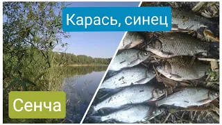 Сенча. Карась и синец на поплавок.