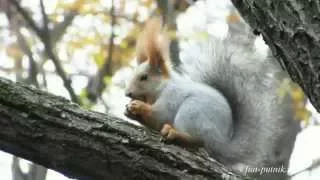 Озорные белки в осеннем парке, funny squirrel in the park
