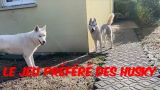 2min avec des husky #5