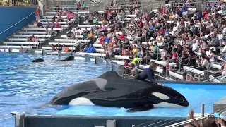 2023 Sea World Orlando/ Orca Encounter (3)