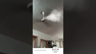 Ceiling Fan Smoking