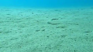 Nel mare di Albissola Marina - La tracina si nasconde nella sabbia - The weever hiding in the sand