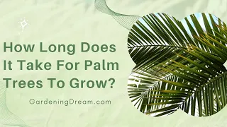 How Long Does It Take For Palm Trees To Grow?