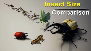 Insects Size Comparison | Bugs Size Comparison | Data Slide