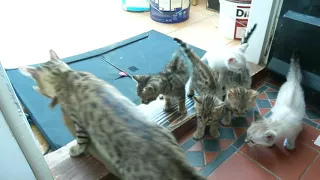 BENGAL CAT catches wild rabbit to feed her kittens.