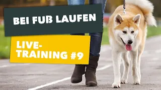 Live-Training #9, Thema: "Fuß laufen" | mydog365