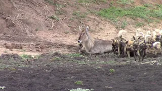 Pack of wild dogs catching waterbuck and unborn calve. NOT FOR SENSITIVE VIEWERS. Full version