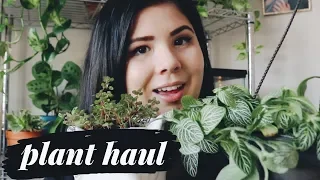 HUGE PLANT HAUL (15+ houseplants)