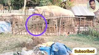 PUrabangla Sumuni #Elephant little family