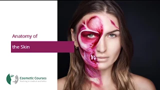 Structure and Function of the Skin | Cosmetic Courses