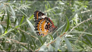 Butterfly Wonderland in Scottsdale, AZ