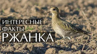 Ржанка - интересные факты