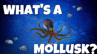 What’s a Mollusk? | Earthtopia