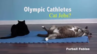 Careers for Cats - Wanted Cat Purrfessionals