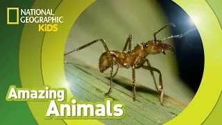 Army Ant 🐜 | Amazing Animals