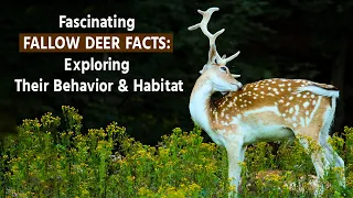 Fascinating Fallow Deer Facts | Exploring Their Behavior & Habitat