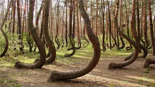 Dancing forest walking, Kaliningrad, Russia ⁴ᴷ⁶⁰ .
