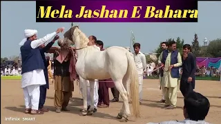 Horse Dance With Dhol in Pakistan 2023 |Lovely Ghora Dance🔥