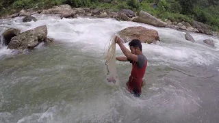 CASTNET FISHING IN SMALL STREAMY RIVER OF NEPAL | HIMALAYAN TROUT FISHING | ASALA FISH |