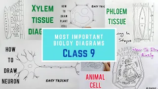 Most Important Diagrams : Class 9  You Must Practice : How to Draw Easily | Biology Cbse syllabus