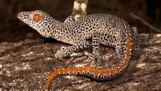 TOP 10 Awesome Gecko