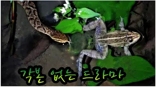 엽기시리즈4탄 사냥한 개구리를 희롱하는 쇠살모사의 충격적인 행동/A bizarre snake hunting a frog #쇠살모사 #참개구리 #황소개구리