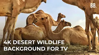 4K Desert Safari & Relaxing Wild Sounds | 4K Deserts Relaxation Film | Wildlife Animals ScreenSaver