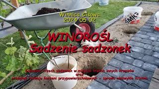 WINOROŚL   Sadzenie sadzonek winorśli   Winnica Cisowa 2024 05 02