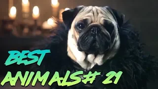 Best Animals Coub #21 | Лучшие кубы с животными №21 (Май 2019)