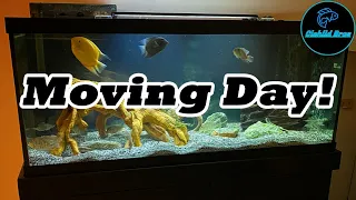 Moving Large Aquariums | Tips and How We Did It