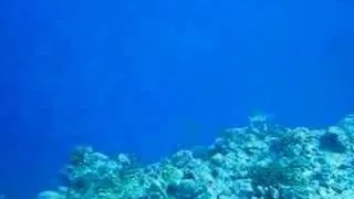 White Tip Reef Sharks at Blue Corner, Palau