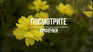 Посмотрите | Группа Арфочки