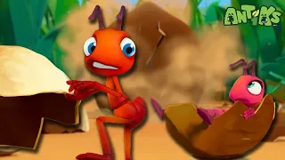 These Ants are Nuts! 🥜 | 🐜 Antiks 🐜 | Funny Cartoons for Kids | Moonbug