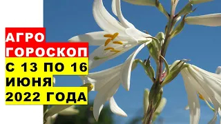 Агрогороскоп с 13 по 16 июня 2022 года