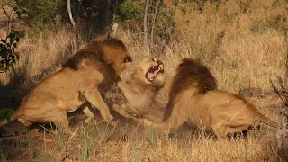 Two Chitabe males attack four youngsters! Lion fight