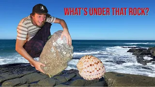 WHAT'S UNDER THAT ROCK? Episode 1! Shelling at low tide, how to find seashells in Australia!