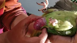 Egg binding issue in Parrot - How to treatment - PBI Official