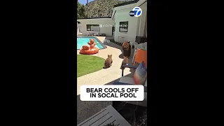 Bear cools off in SoCal pool