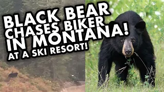 BLACK BEAR CHASES MOUNTAIN BIKER IN MONTANA!
