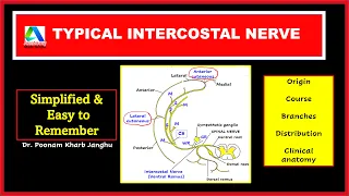 Typical intercostal nerve | Typical thoracic nerve anatomy - course, branches, distribution |