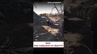 🦝 Бойова подружка навідала захисників!