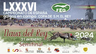 Los Mejores momentos Semifinales " LXXXVI CTO DE ESPAÑA DE GALGOS EN CAMPO "