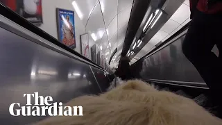Guide dog captures blind man's hostile encounter on the tube