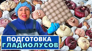 ГЛАДИОЛУСЫ как подготовить к посадке  и зачем мне яичные лотки?